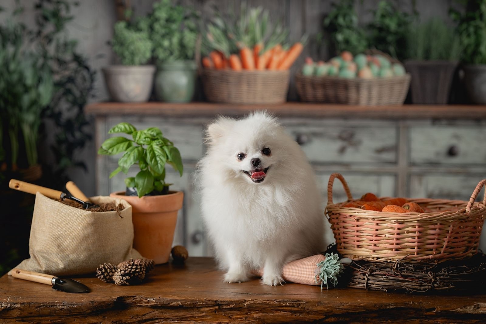 Pomerania blanco sentado sobre una mesa de madera, entre una canasta de zanahorias y una maceta de albahaca, mirando a la cámara