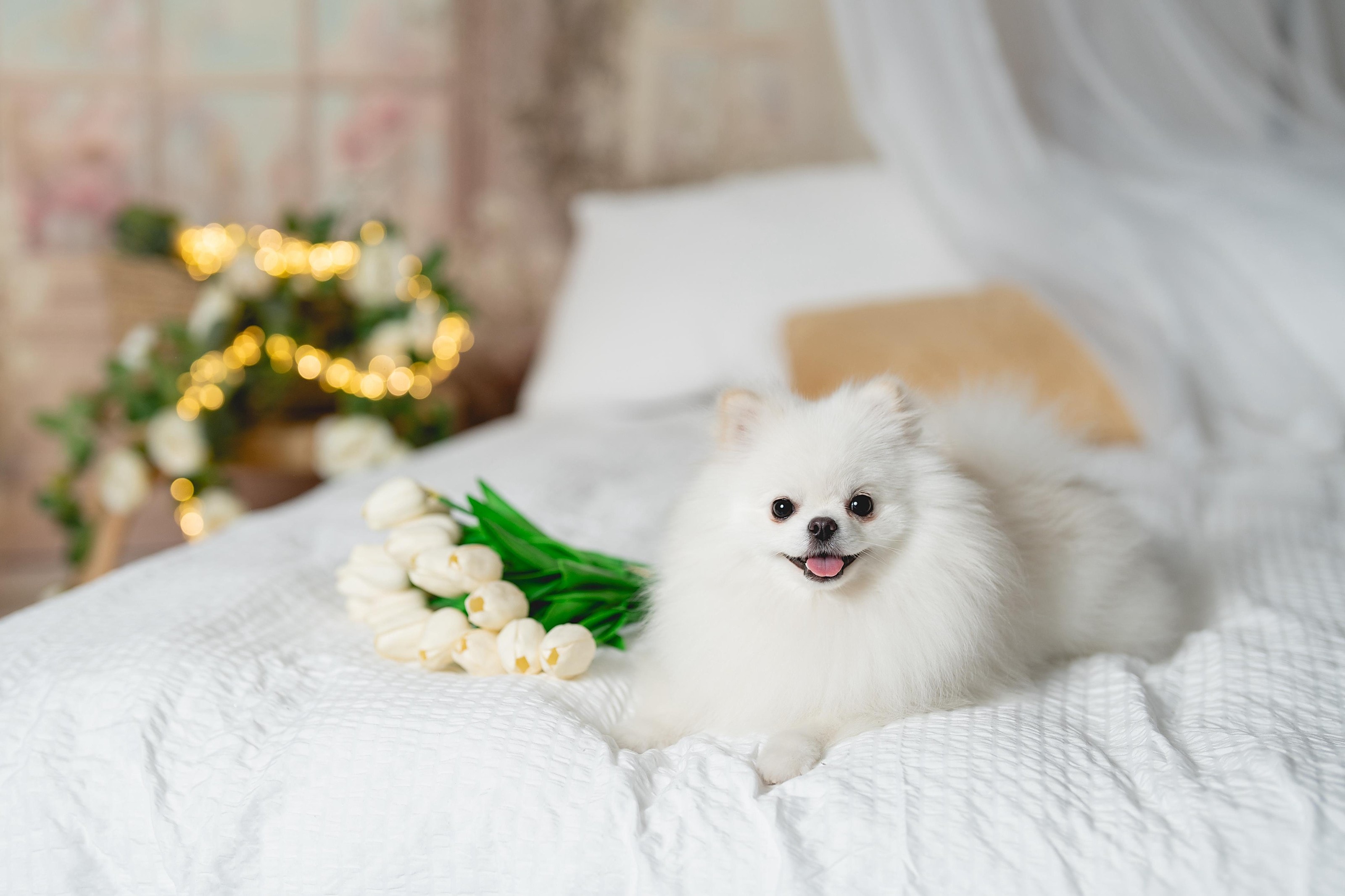 Pomerania blanco sobre una cama, junto a un ramo de tulipanes