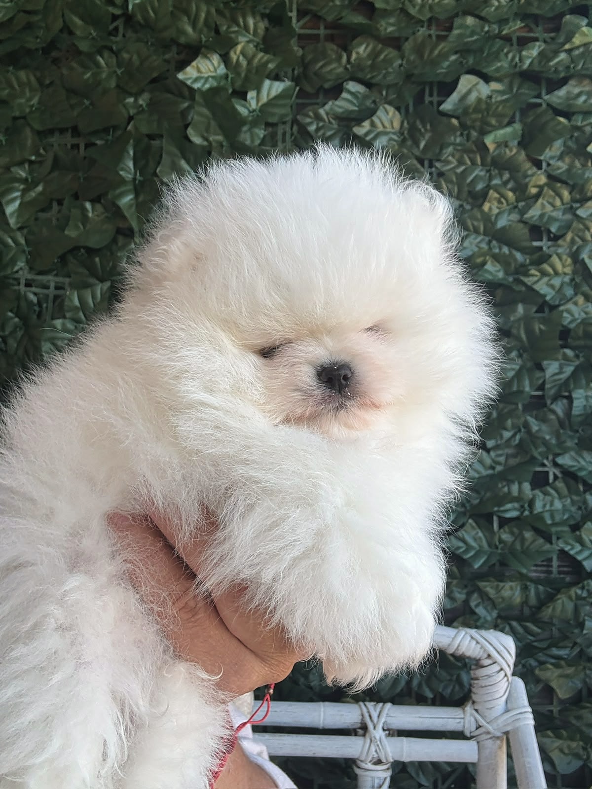Cachorro de Pomerania blanco sostenido en la mano