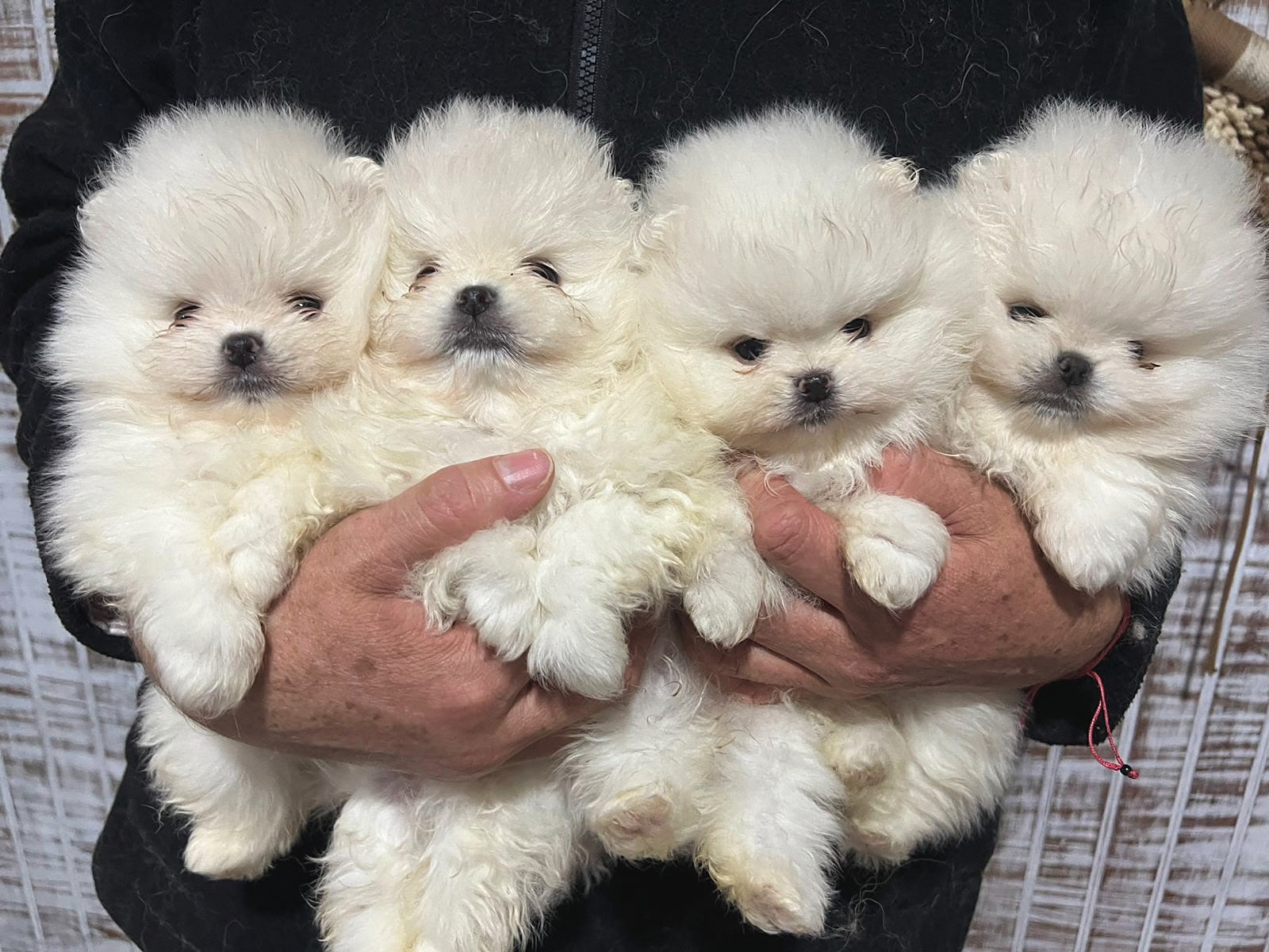 Cuatro cachorros de Pomerania blancos sostenidos en brazos