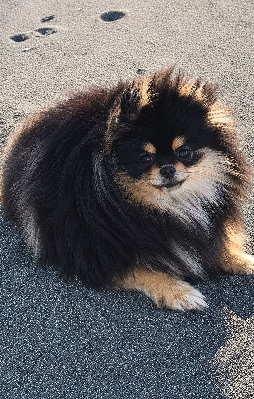 Pomerania negro fuego echado en la arena de una playa